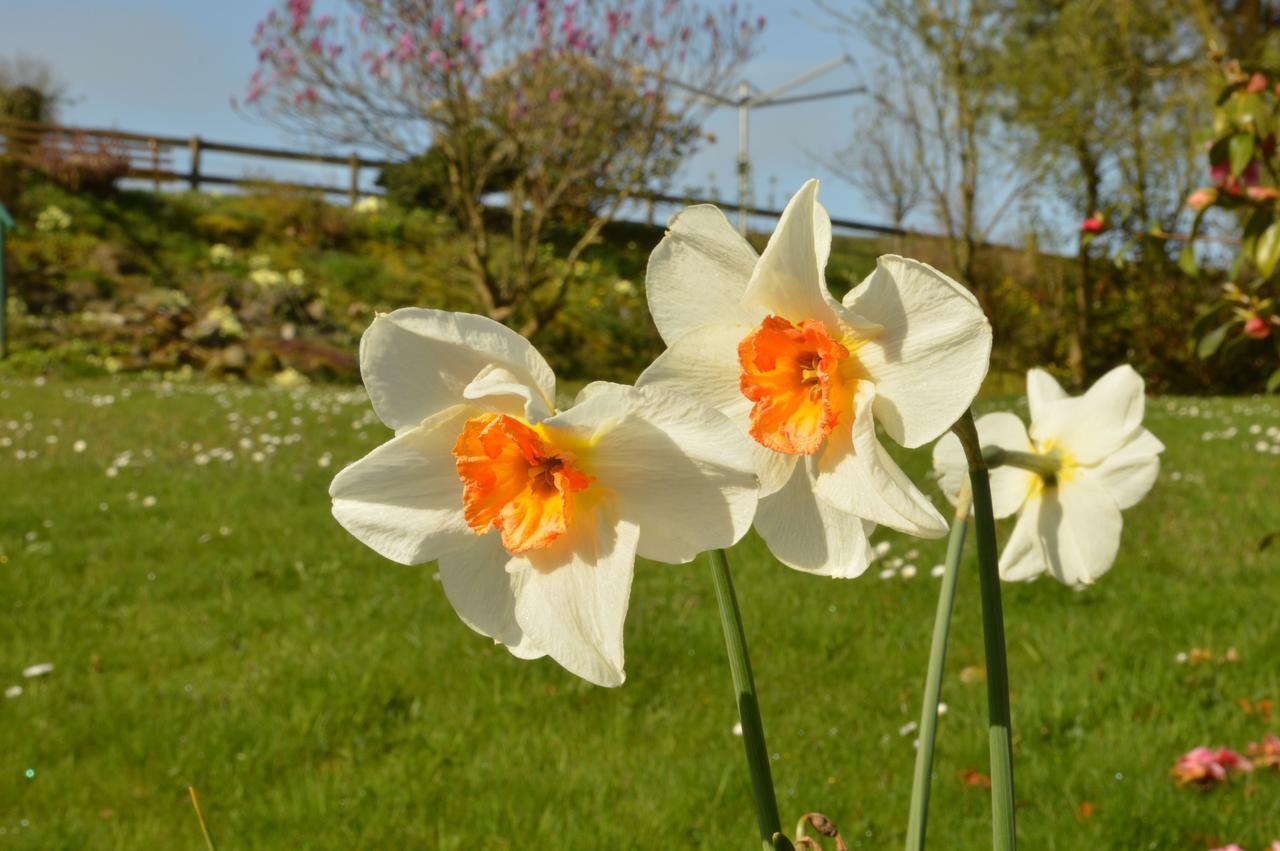 Bryn Hebog Bed & Breakfast Carmarthen Exterior photo